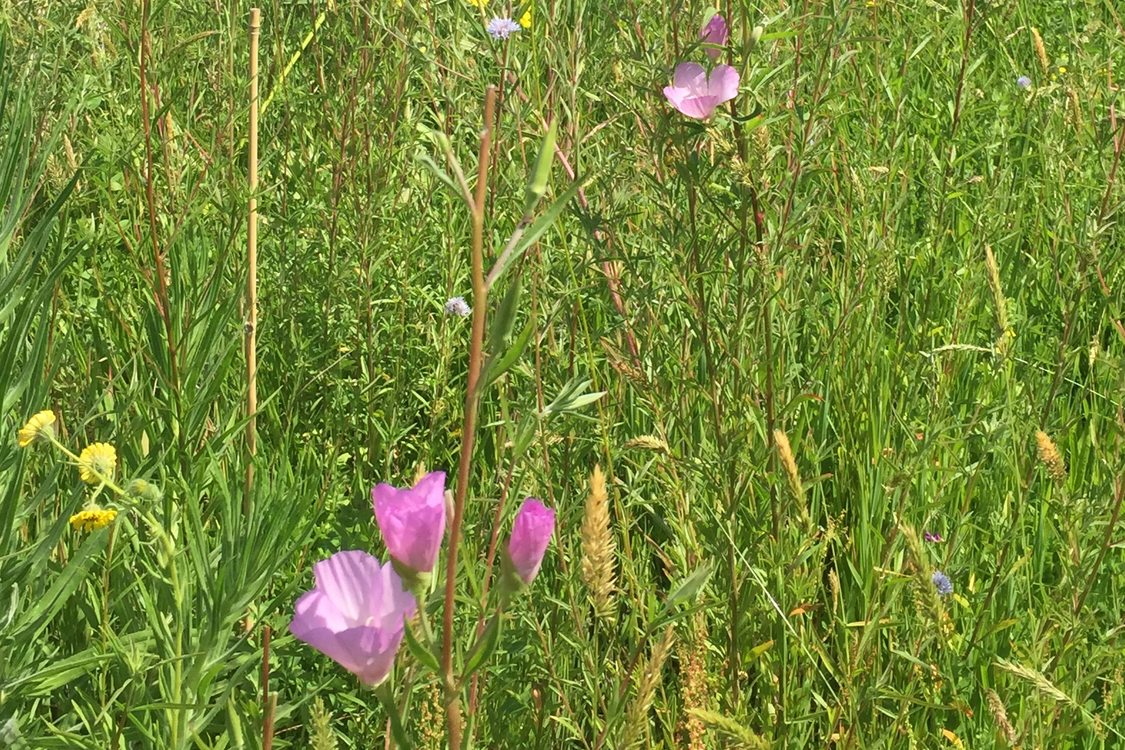 photo of pink clarkia and yellow madia at West Bliss Butte