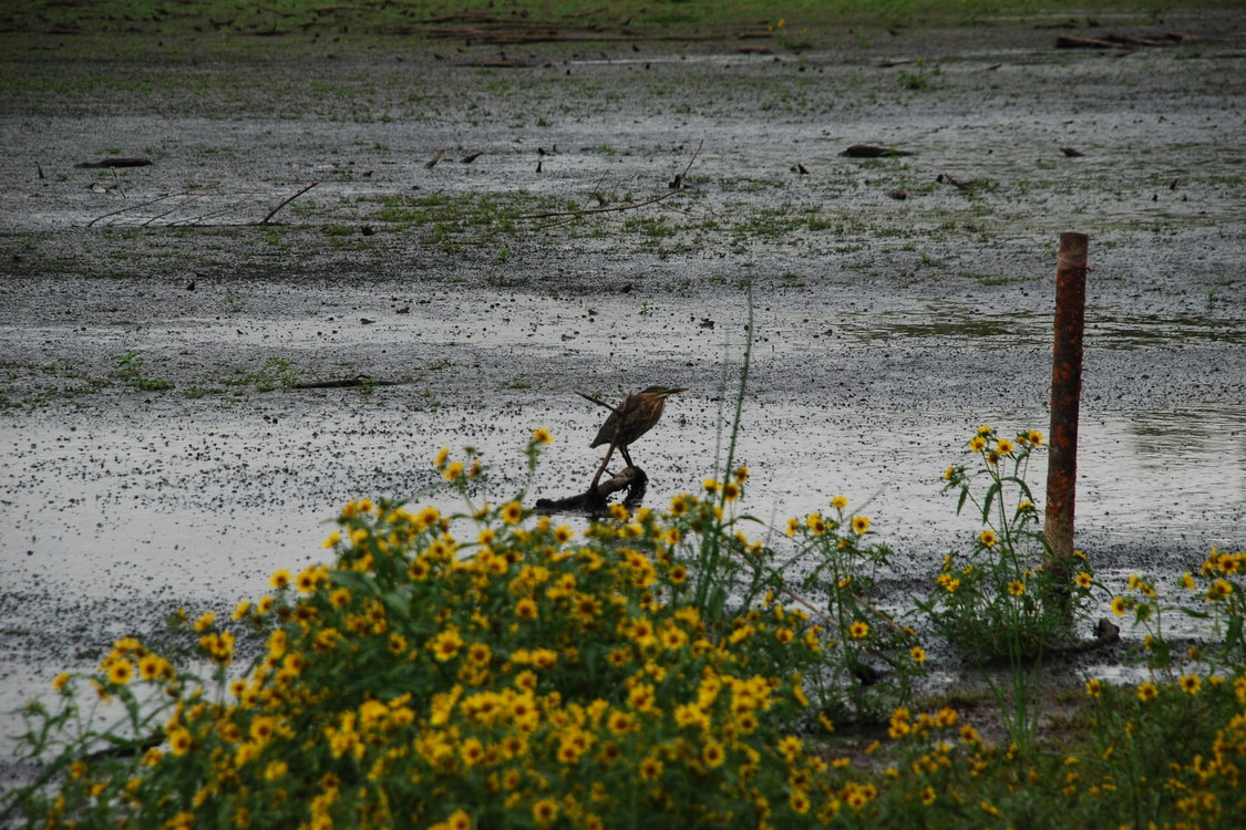 photo of Smith and Bybee waterfowl diversion