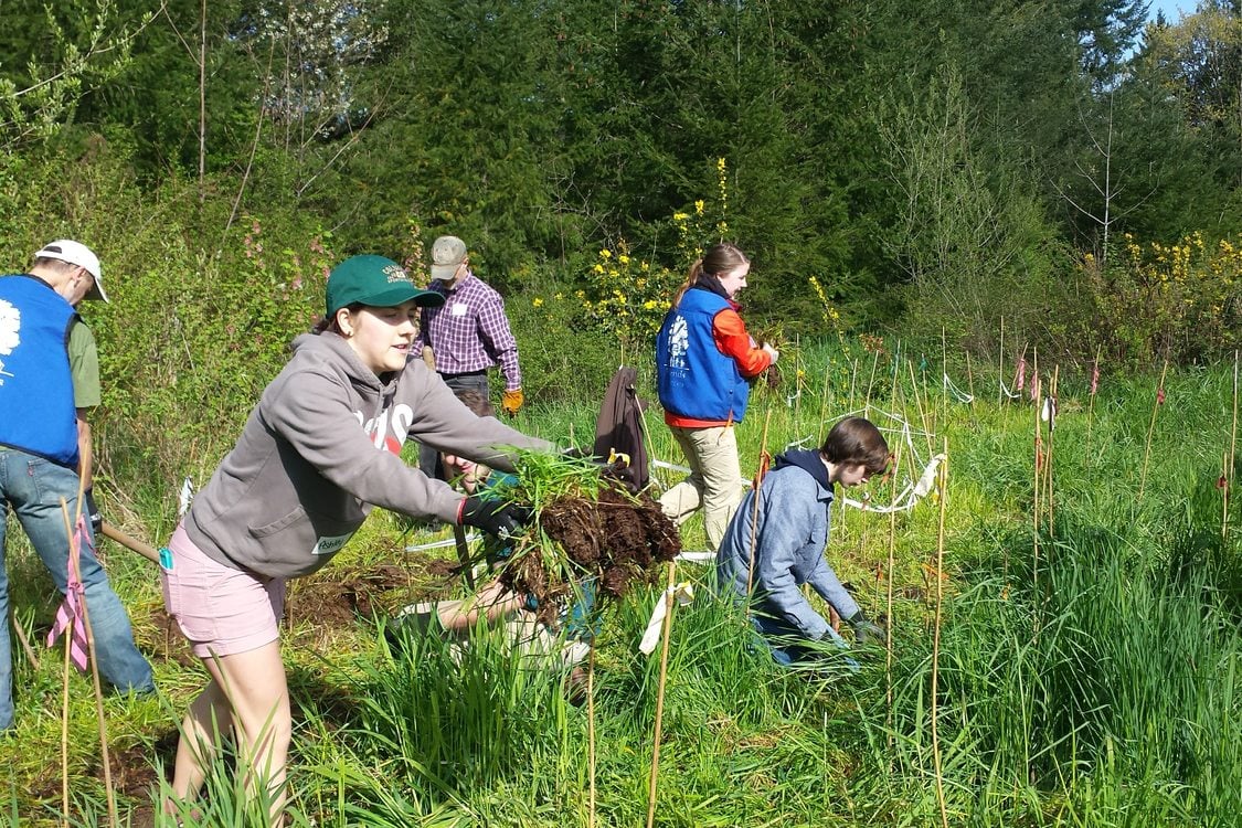 Planting pollinator-friendly trees and shrubs in Wilsonville’s Memorial Park this spring. 