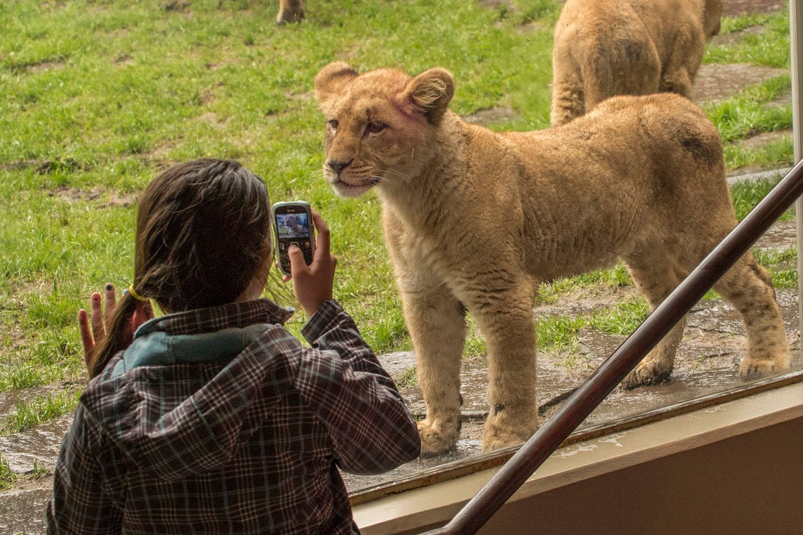photo of kid at the Oregon Zoo with a lion cub