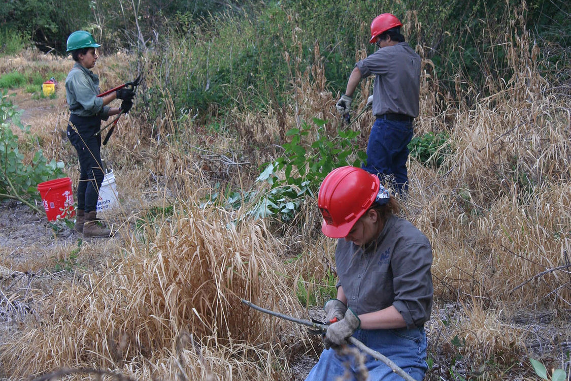 members of work crew cut down trimmings from established willow trees