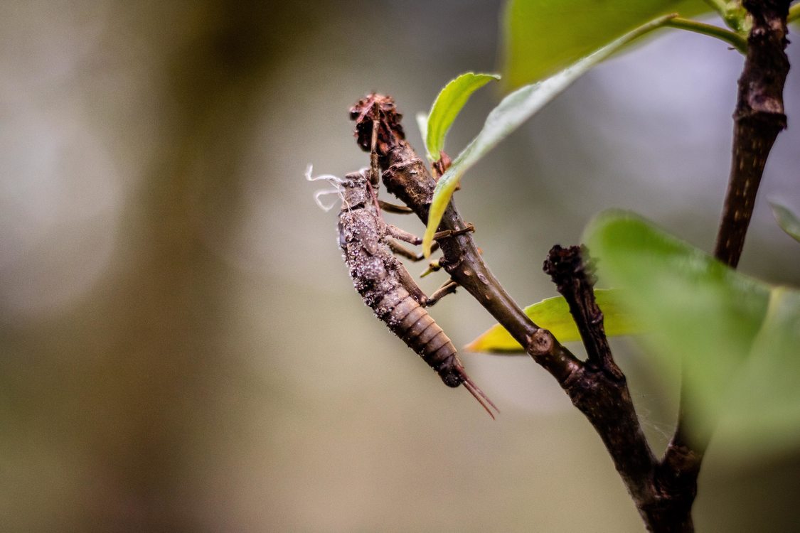 photo of stonefly at Oxbow Regional Park