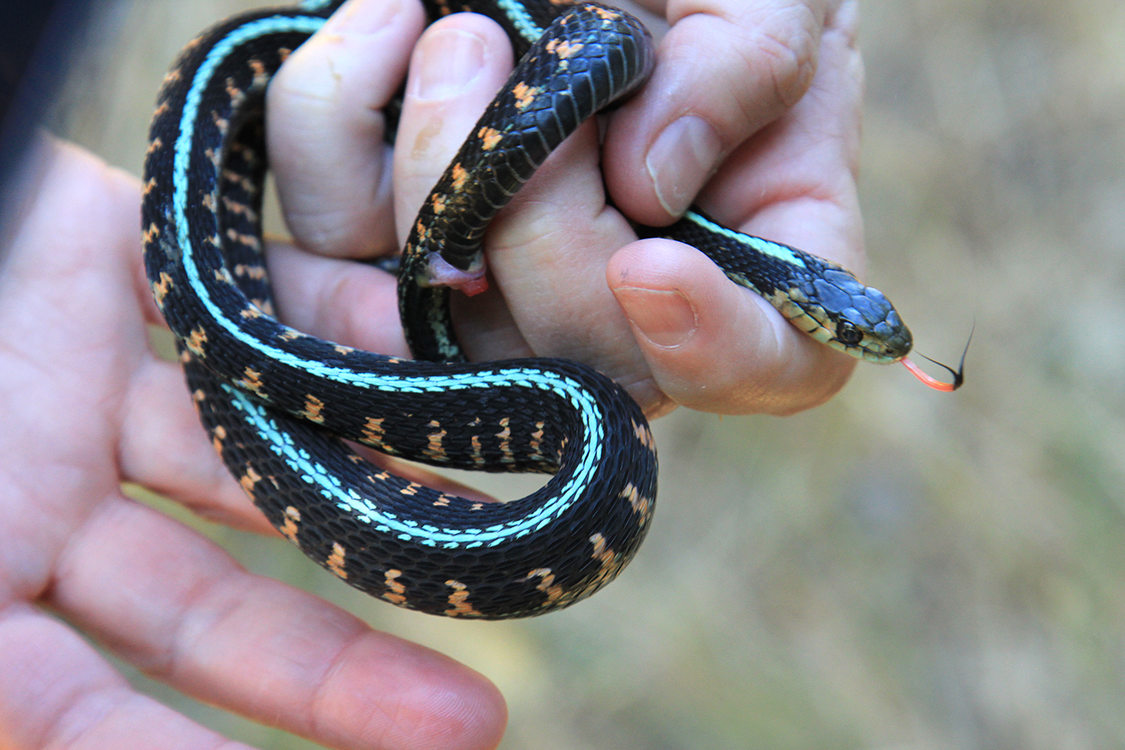 common garter snake in a person's hands