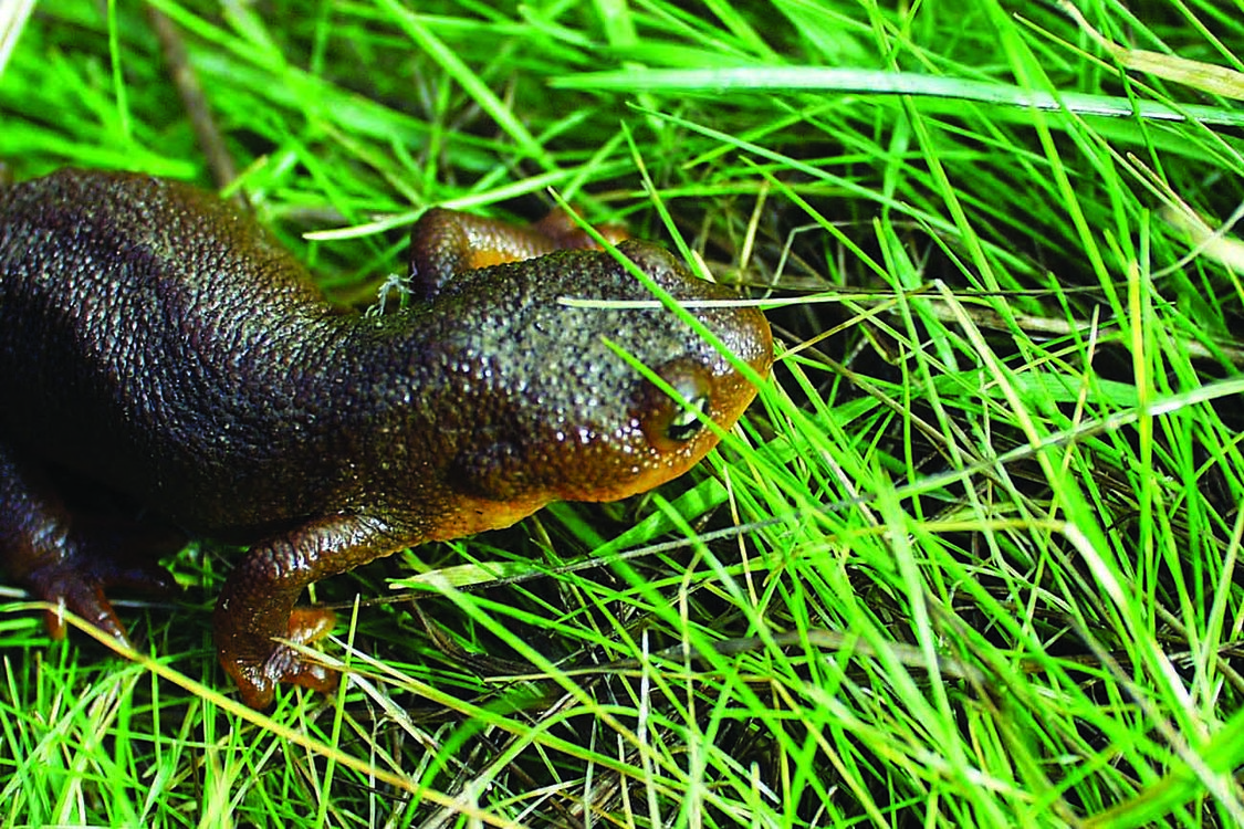 rough-skinned newt standing on grassy lawn