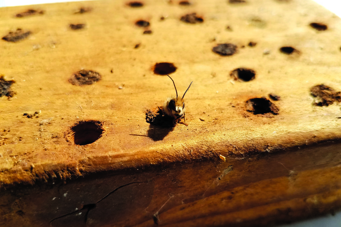 photo of mason bee at Graham Oaks Nature Park