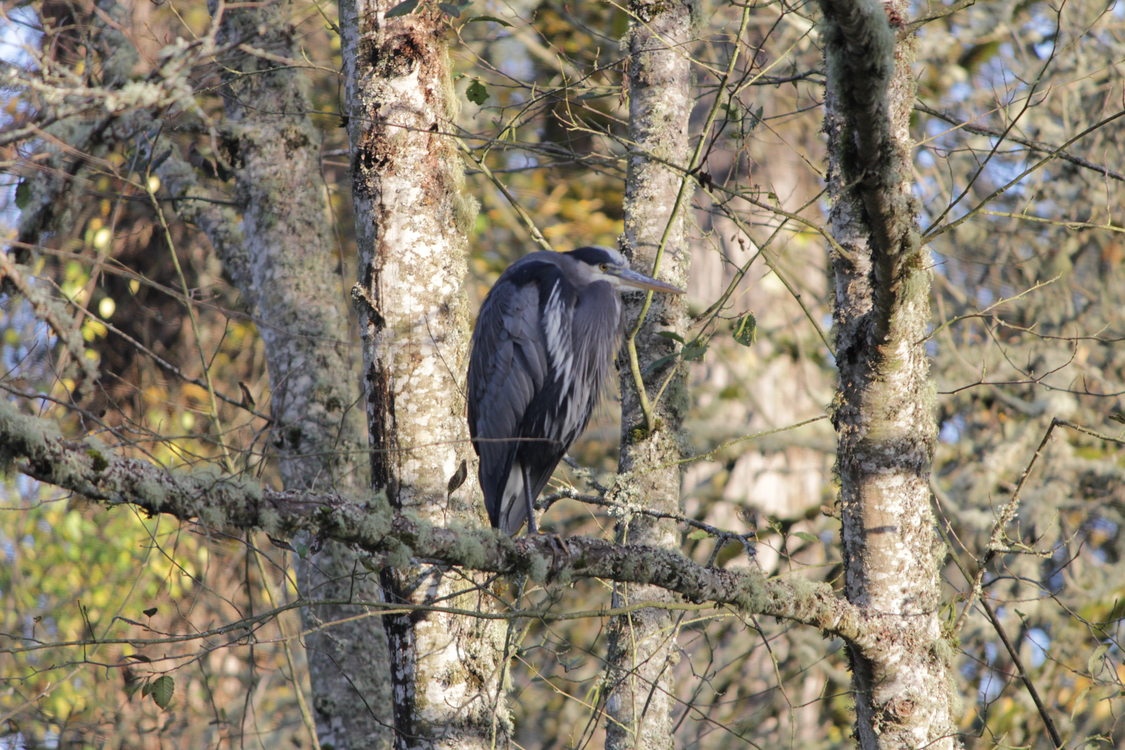 photo of blue heron at Orenco Wood Nature Park