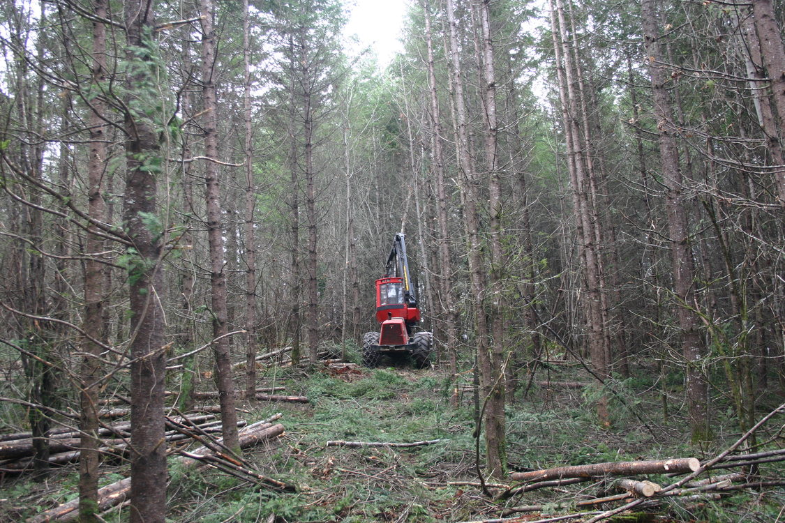 photo of thinning at Chehalem Ridge Natural Area