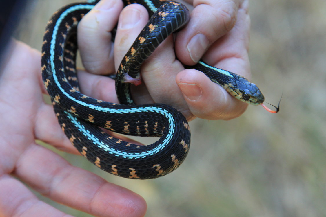 photo of common garter snake at Tonquin Scablands
