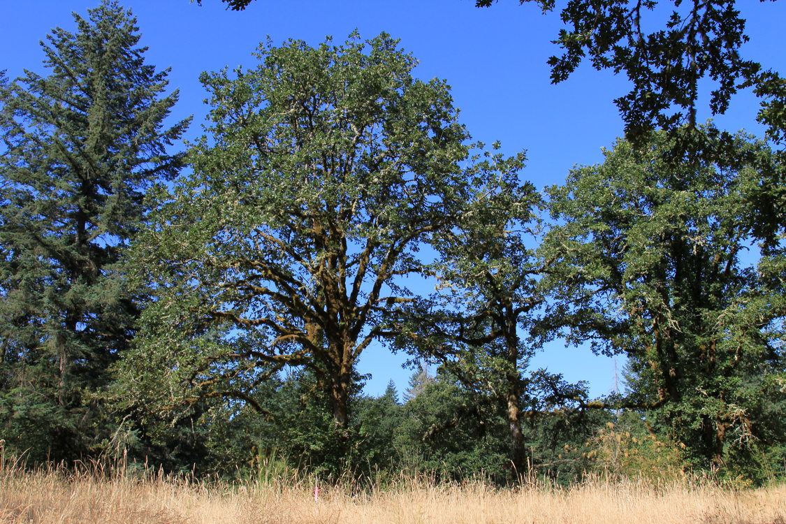 photo of oak at Tonquin Scablands
