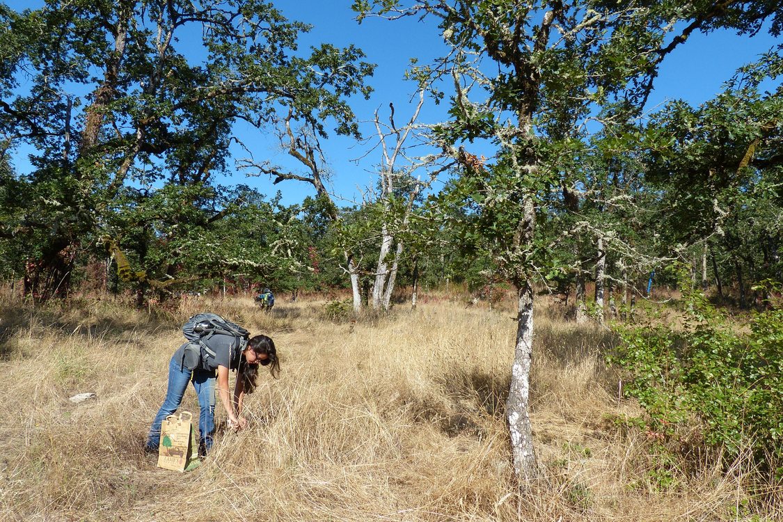 photo of Amelia Reed gathering camas seeds at Willamette Narrows