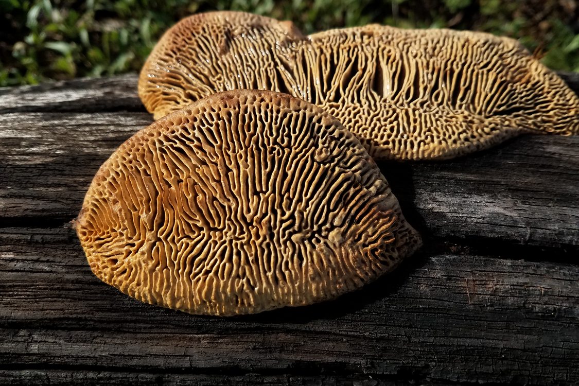 photo of polypore fungus at Cooper Mountain.