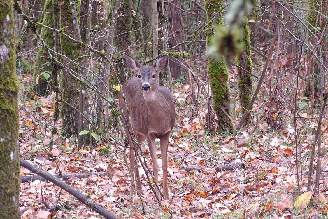 photo of deer at Oaks Bottom Wildlife Refuge by Joshua Baker