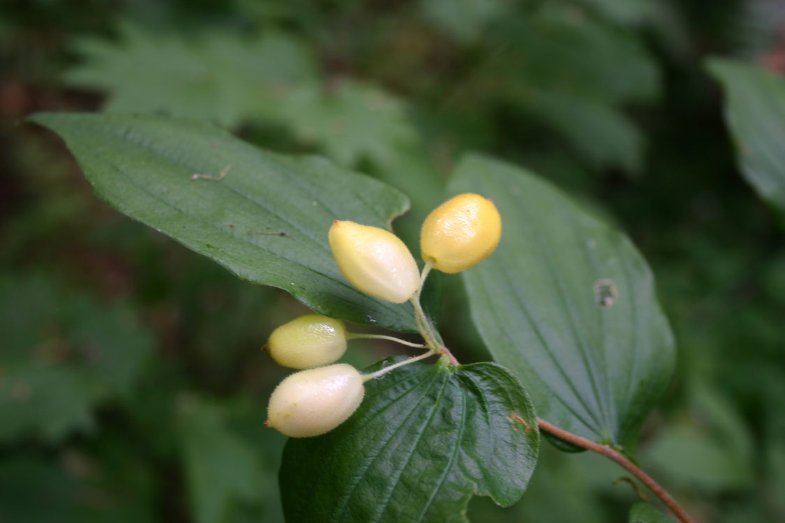 native plant leaves with white berries