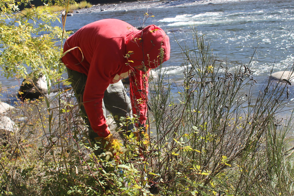 Man wearing red sweatshirt pulls weed from ground along river.