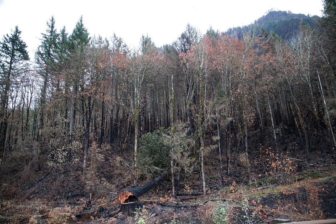 Douglas fir tree burned by forest fire fallen to the ground amid a grove of alder trees
