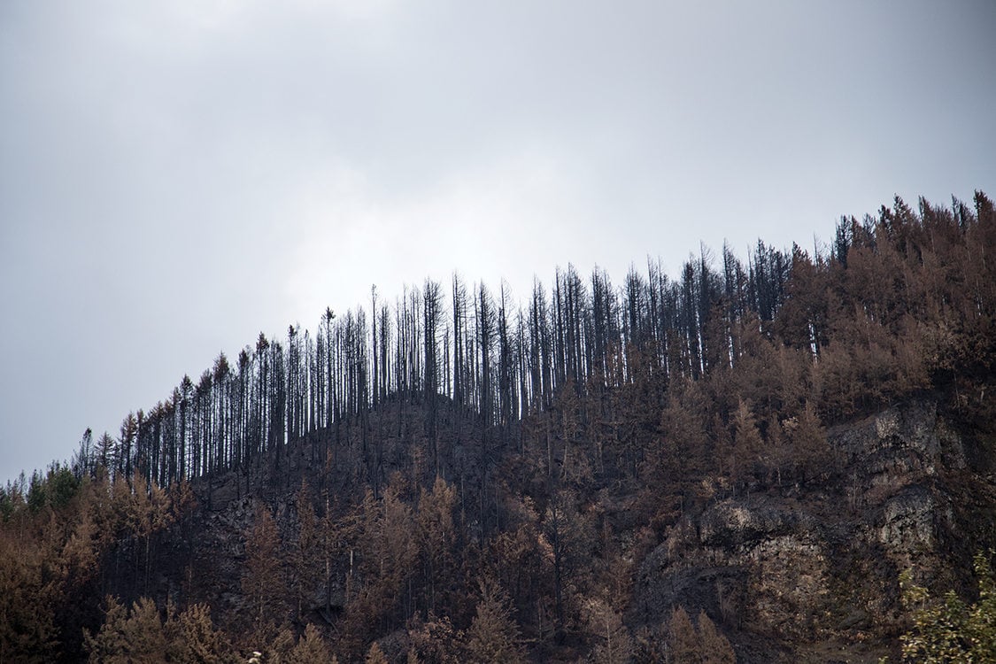 ridge of trees burned from the Columbia Gorge wildfire