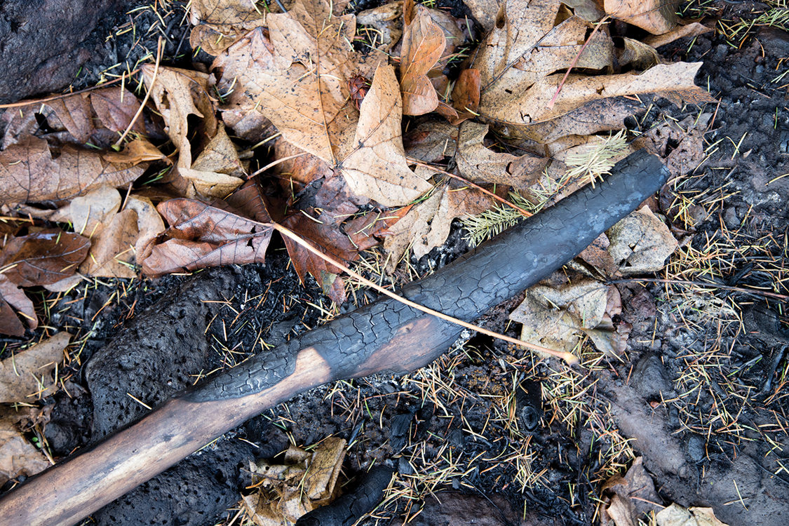 fallen leaves and conifer needles on the forest floor after a forest fire