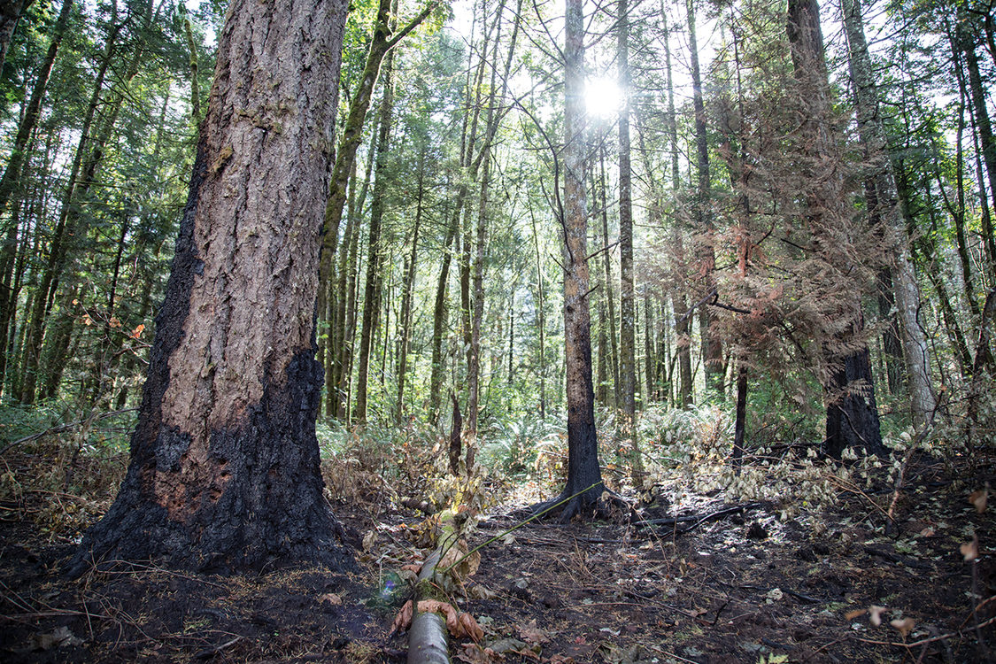 photo of fire damage to tree trunks and forest vegetation 
