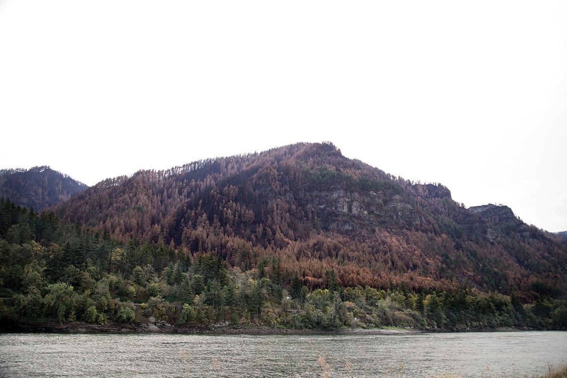 photo of burned section of forest from the Columbia Gorge wildfire