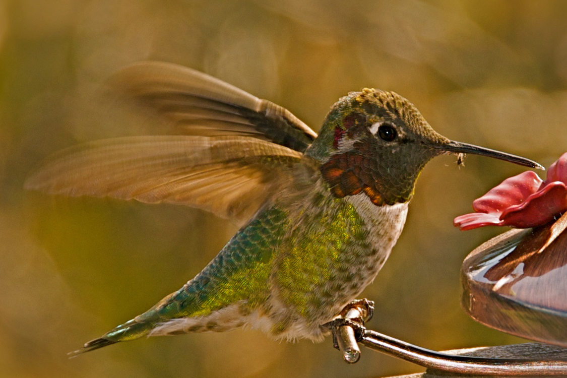 photo of Anna's hummingbird by Anne Clare