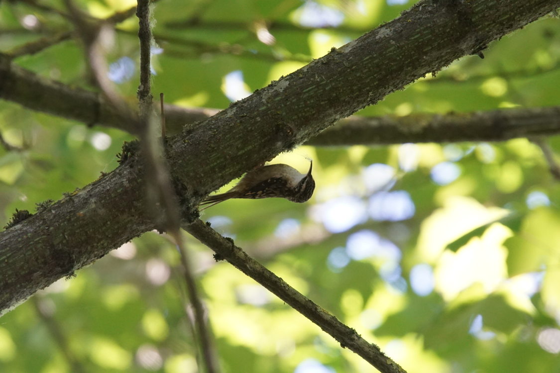 photo of brown creeper by Vickie Gantz