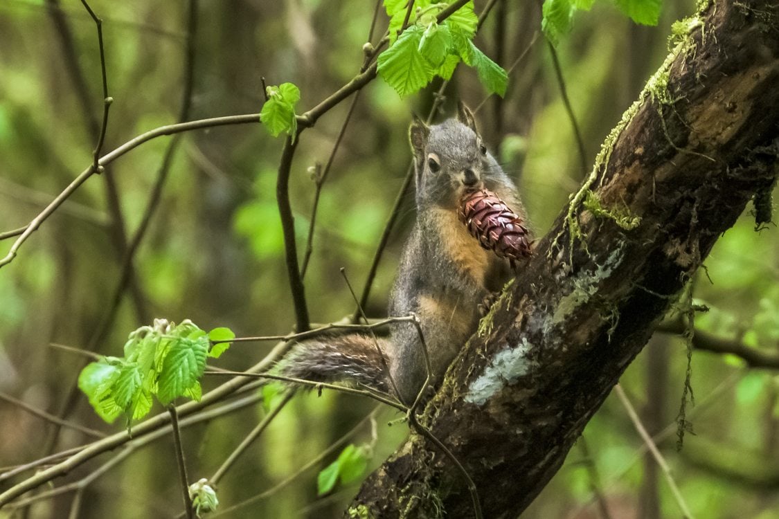 photo of Douglas squirrel at Graham Oaks Nature Park by Rick Hafele