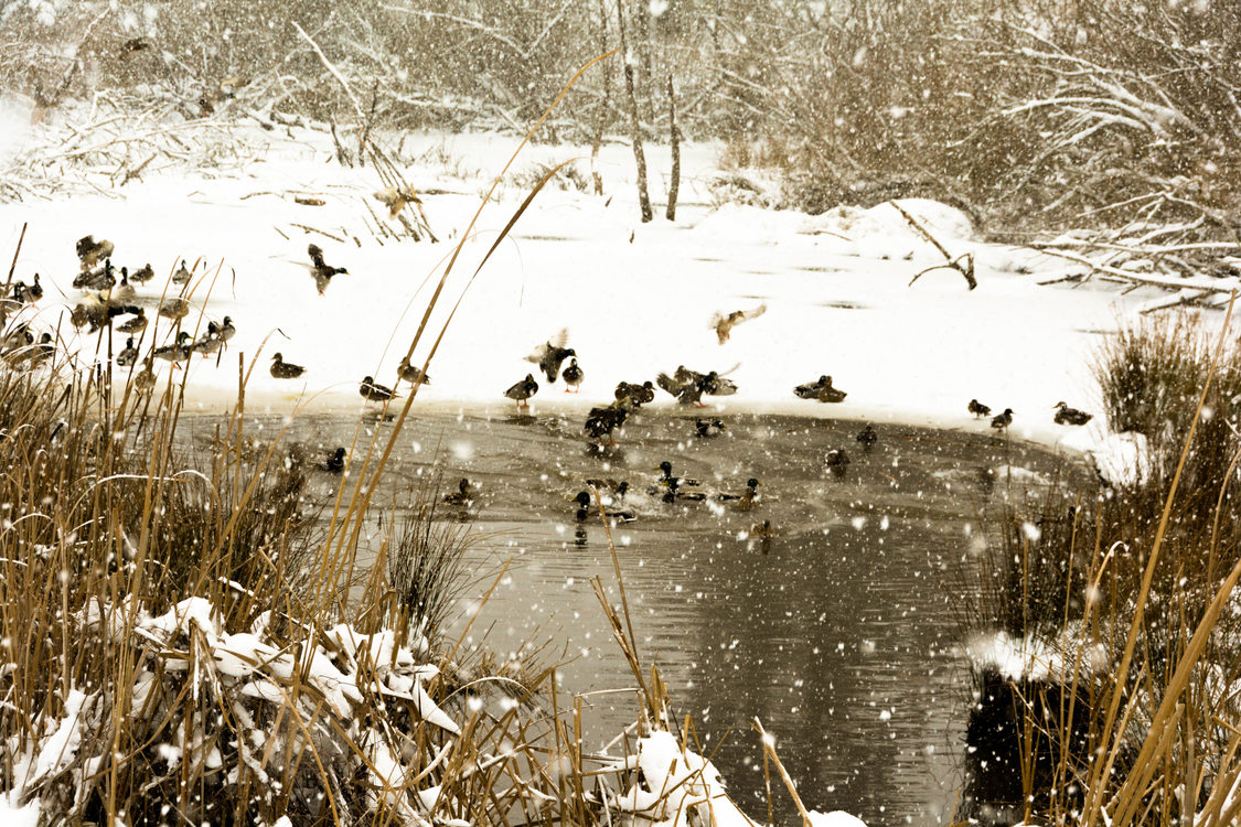 photo of Summercrest Park by Linda Weidig