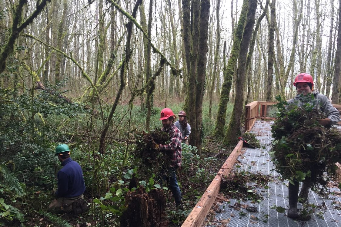 photo of Northwest Youth Corps pulling ivy at Dirksen Nature Park