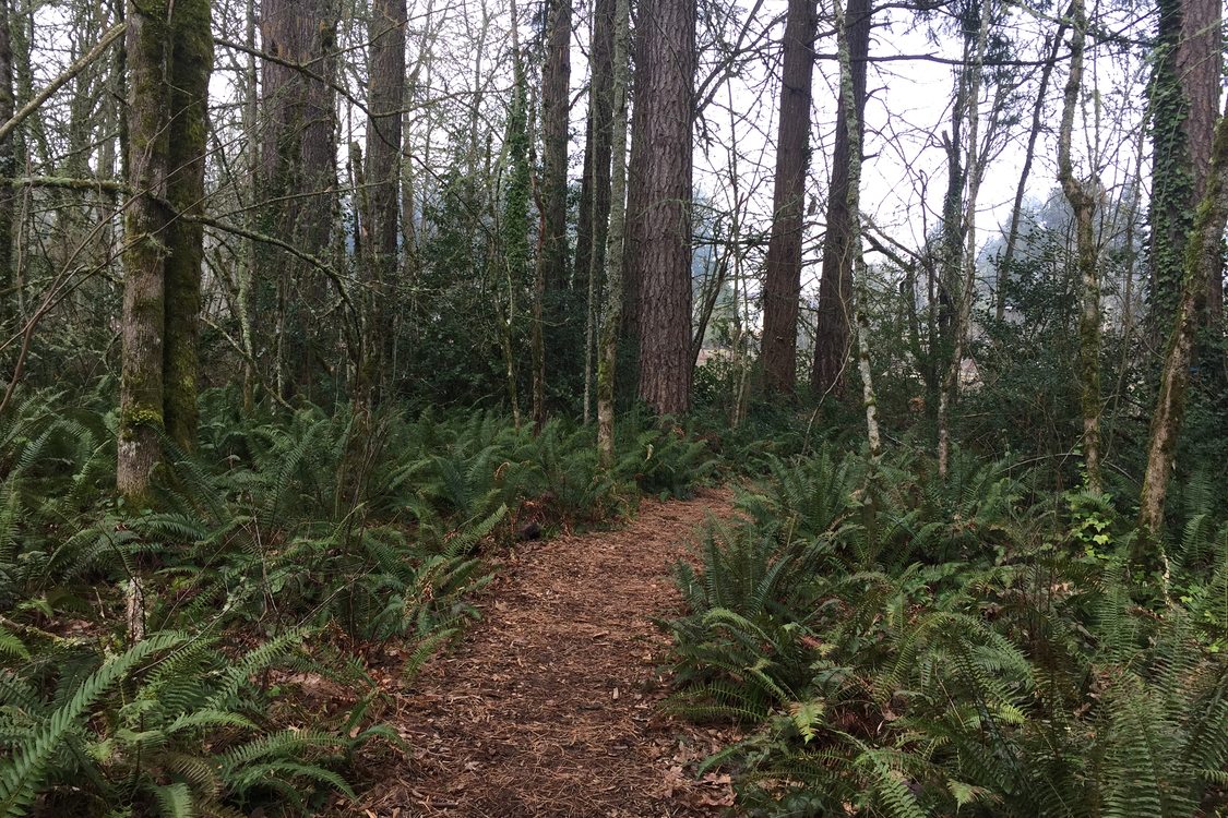 photo of trail at Dirksen Nature Park