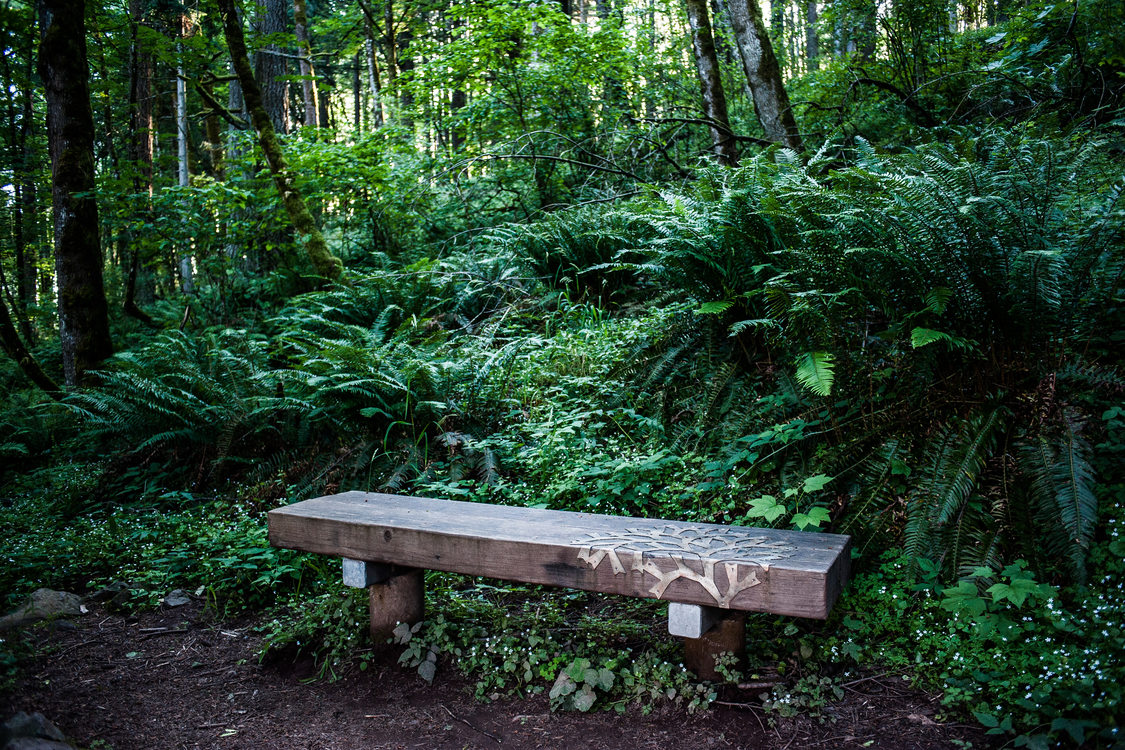 photo of Scouters Mountain Nature Park art bench with lichen pattern