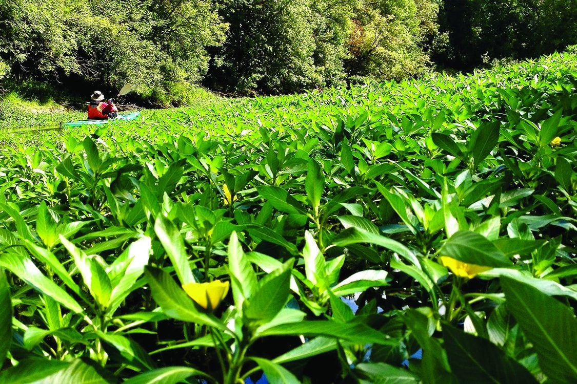 photo of kayaker paddling through ludiwigia-infested off-channel habitat downstream of Albany