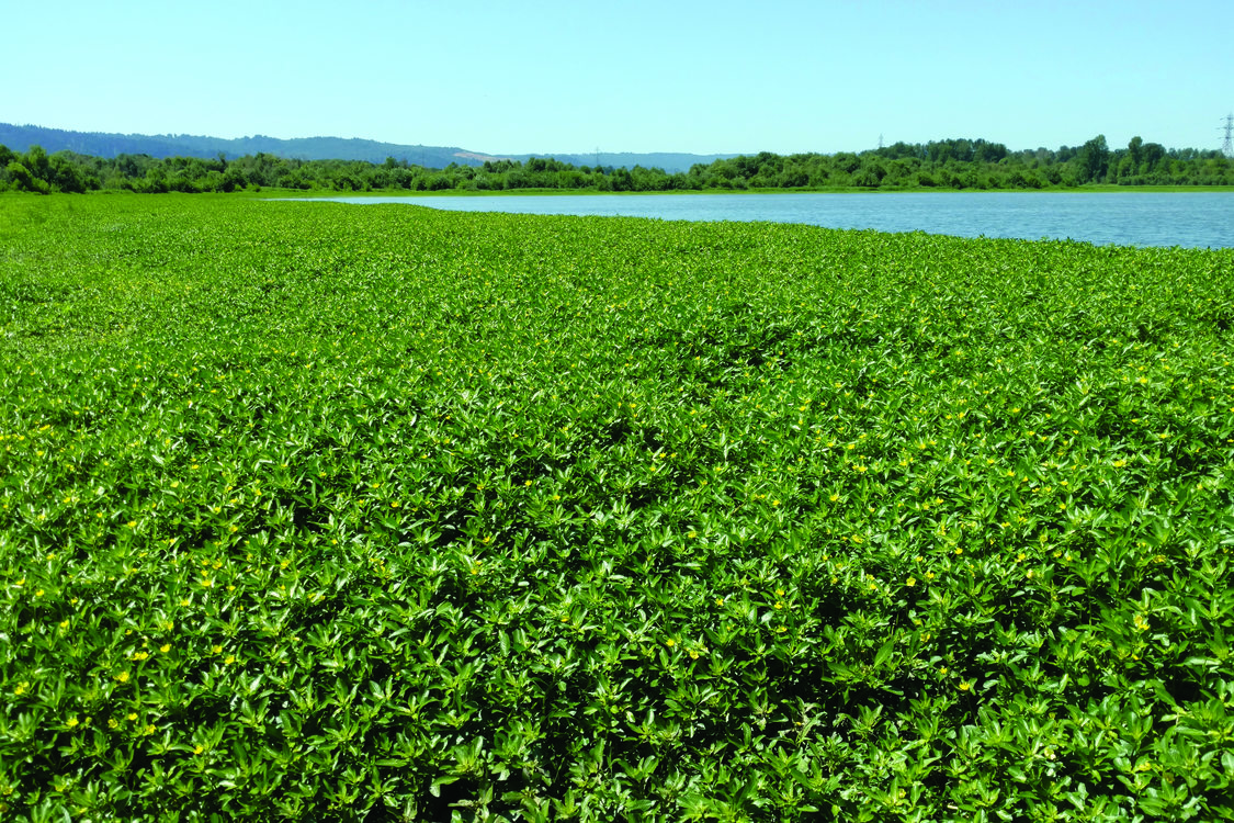 photo of ludwigia at Smith and Bybee Wetlands