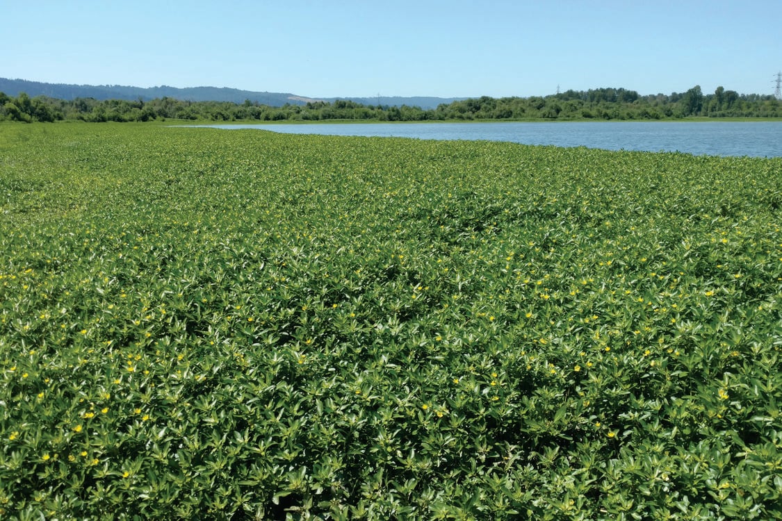 photo of ludwigia at Smith and Bybee Wetlands