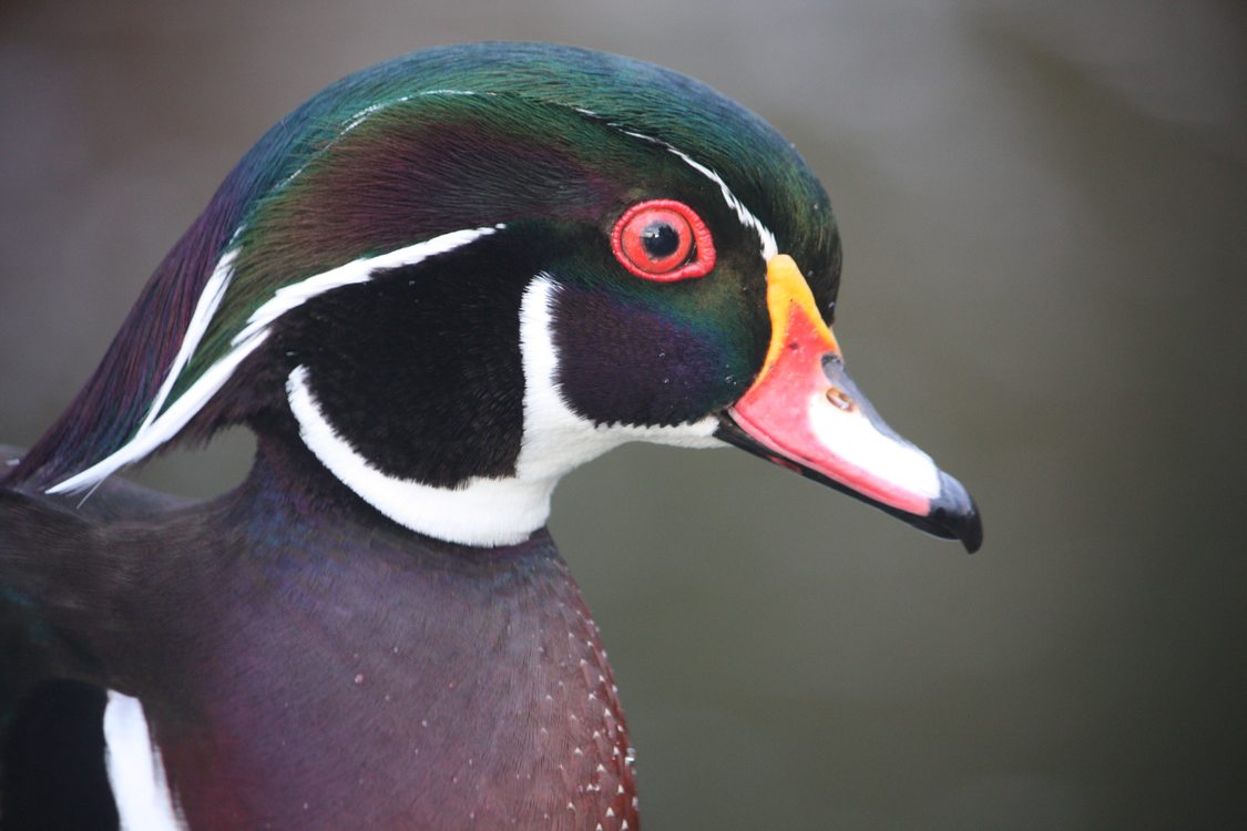 photo of wood duck by Chelsea Lincoln