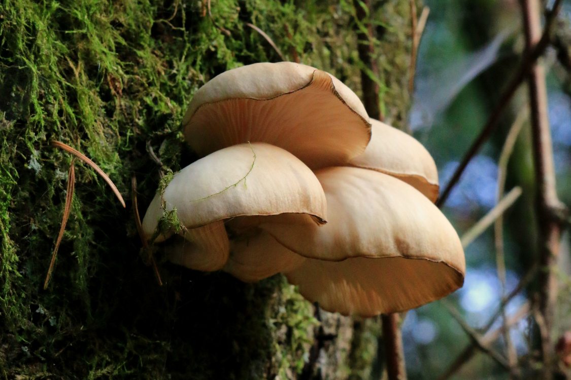 photo of Powell Butte Nature Park mushroom by Pat Kolberg