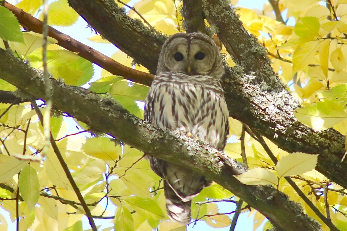 photo of owl in Ladd's Addition by Shetha Nolke