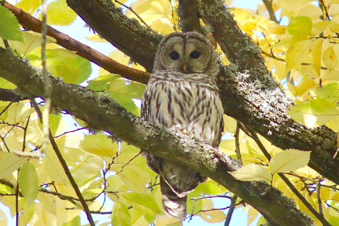 Enter Our Big Backyard Nature Photography Contest Metro