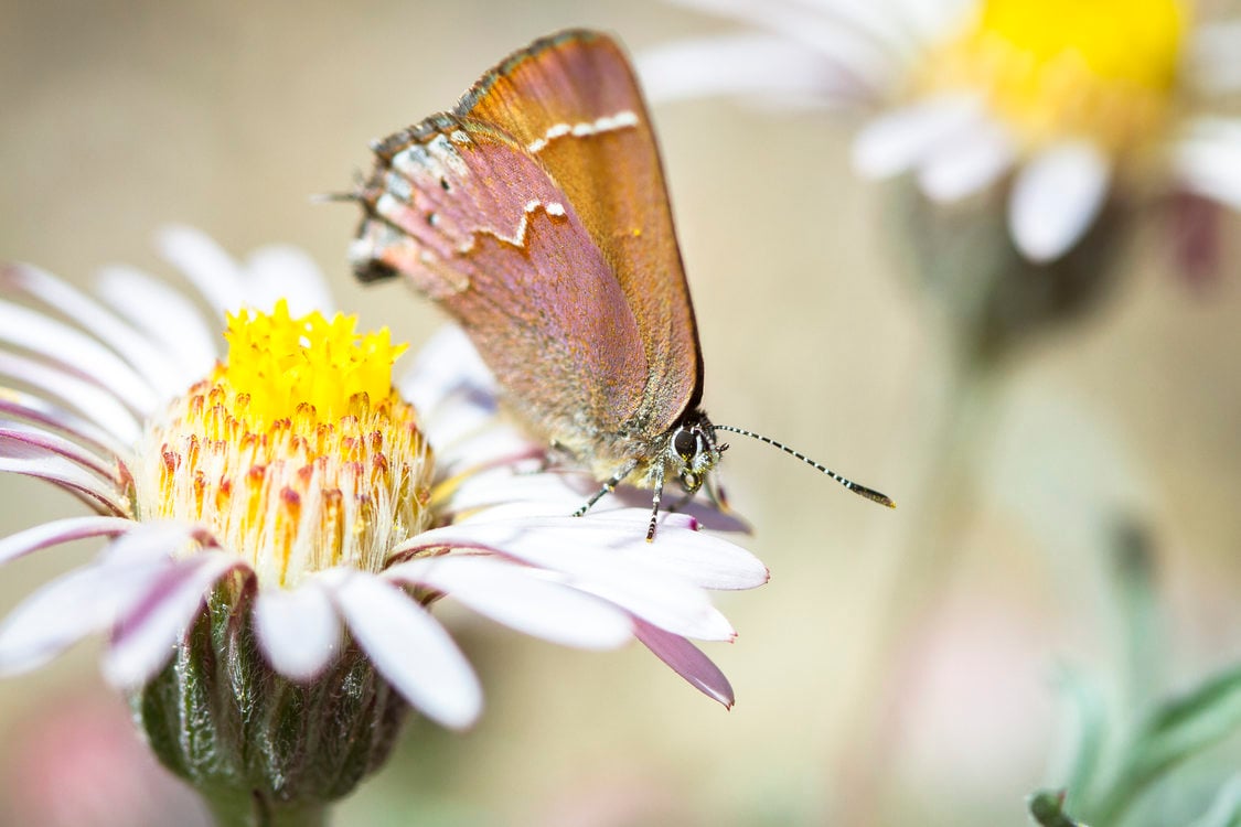 photo of cedar hairstreak butterfly. spring 2018 Our Big Backyard photo contest winner