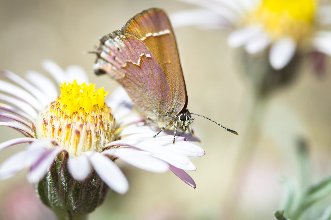 photo of cedar hairstreak butterfly. spring 2018 Our Big Backyard photo contest winner