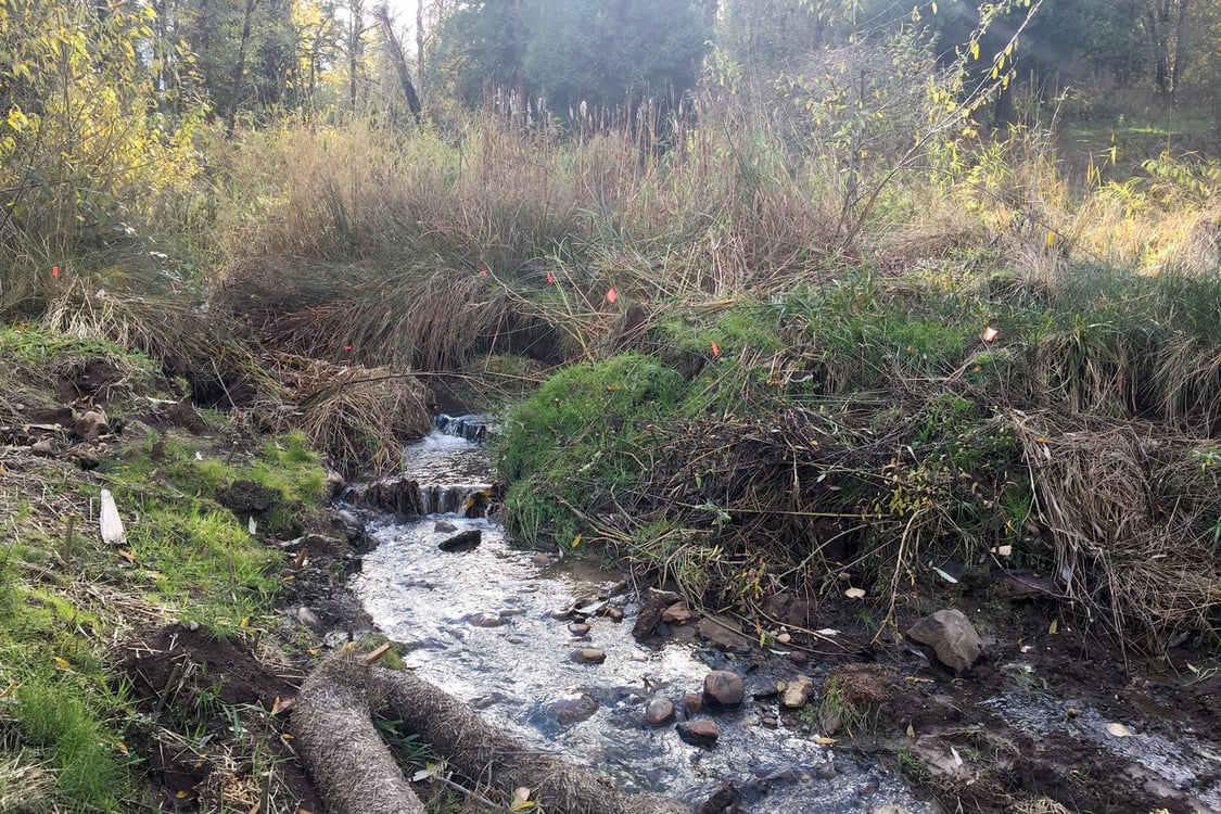 photo of Brigman Creek flowing after dam removal
