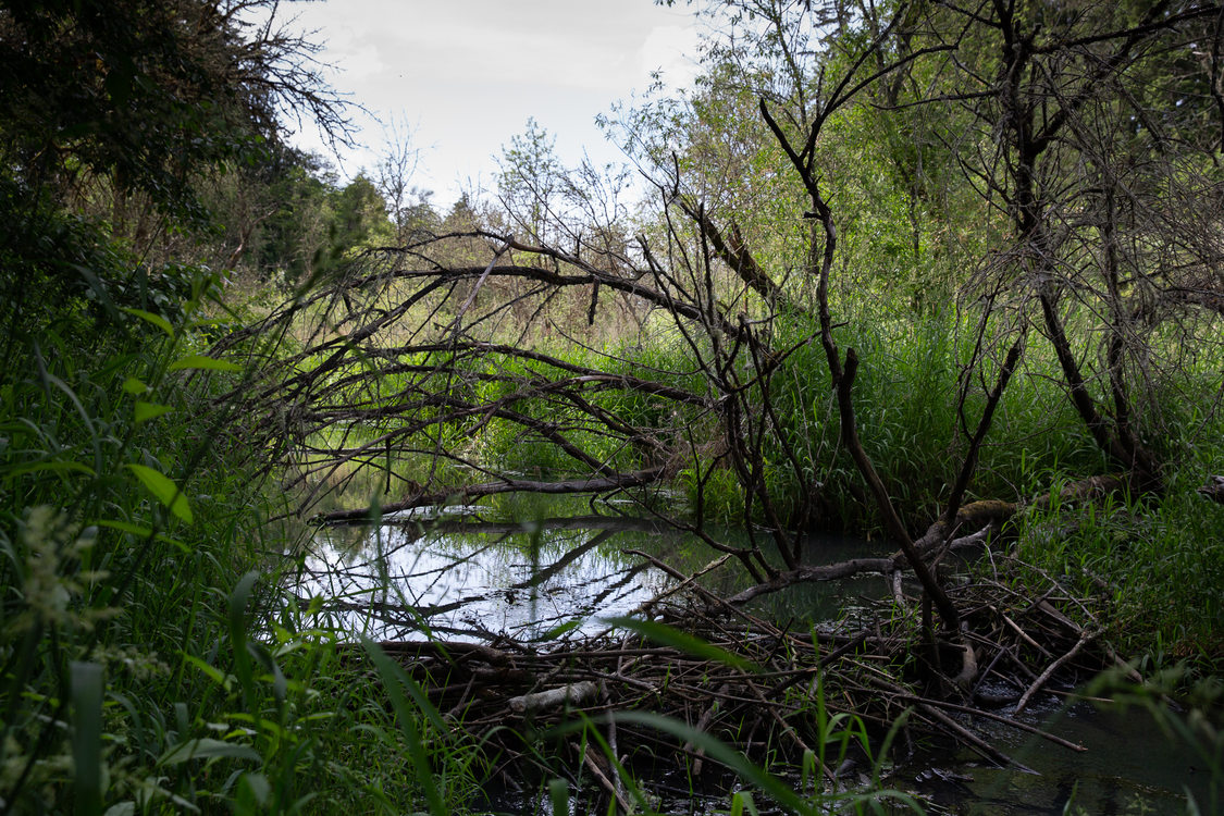 East Council Creek Natural Area