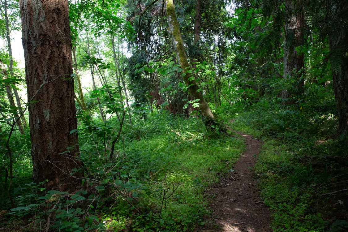 Nature trail along East Council Creek