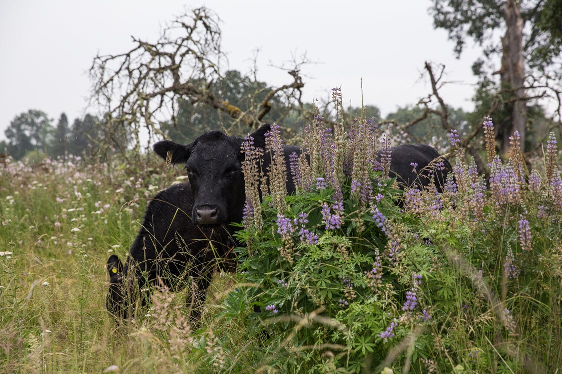 Cattle grazing at Howell Territorial Park