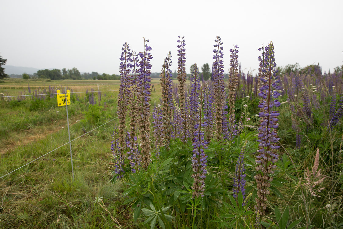Lupine wildflowers at Howell Territorial Park