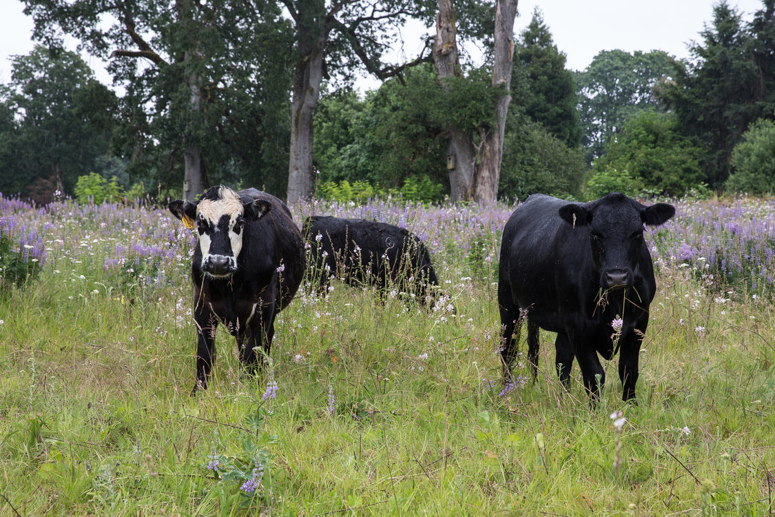 Cattle grazing at Howell Territorial Park