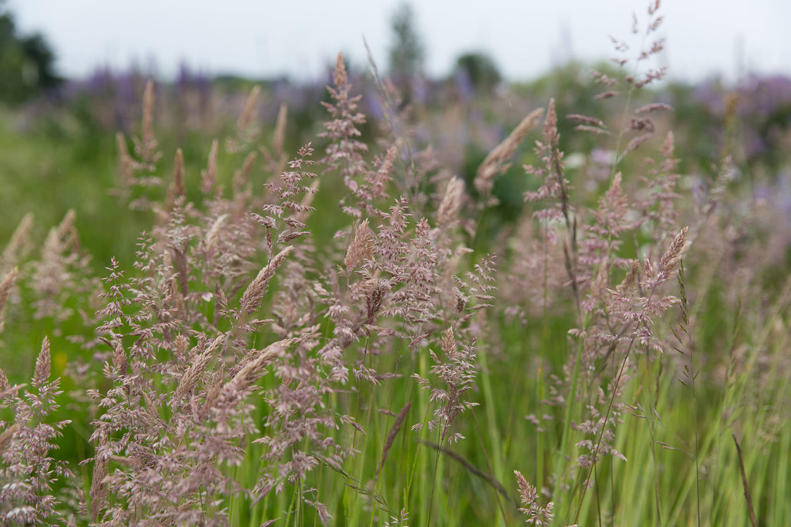 Prairie grass at Howell Territorial Park