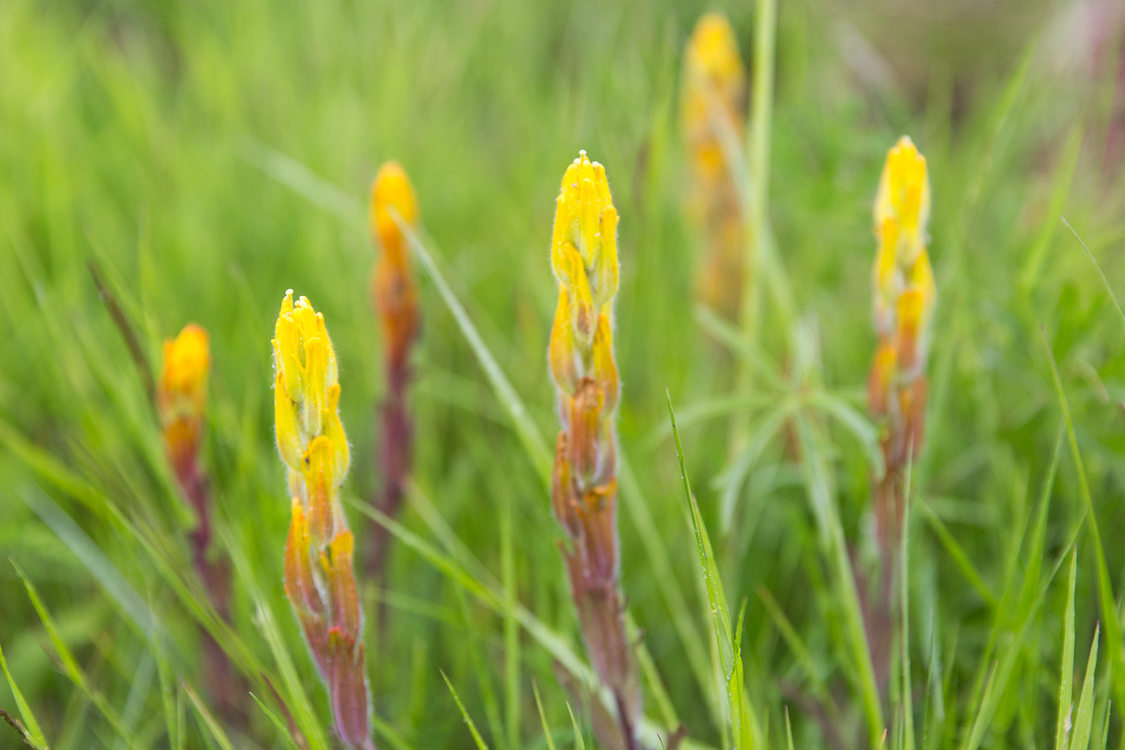 Golden paintbrush in bloom at Howell Territorial Park