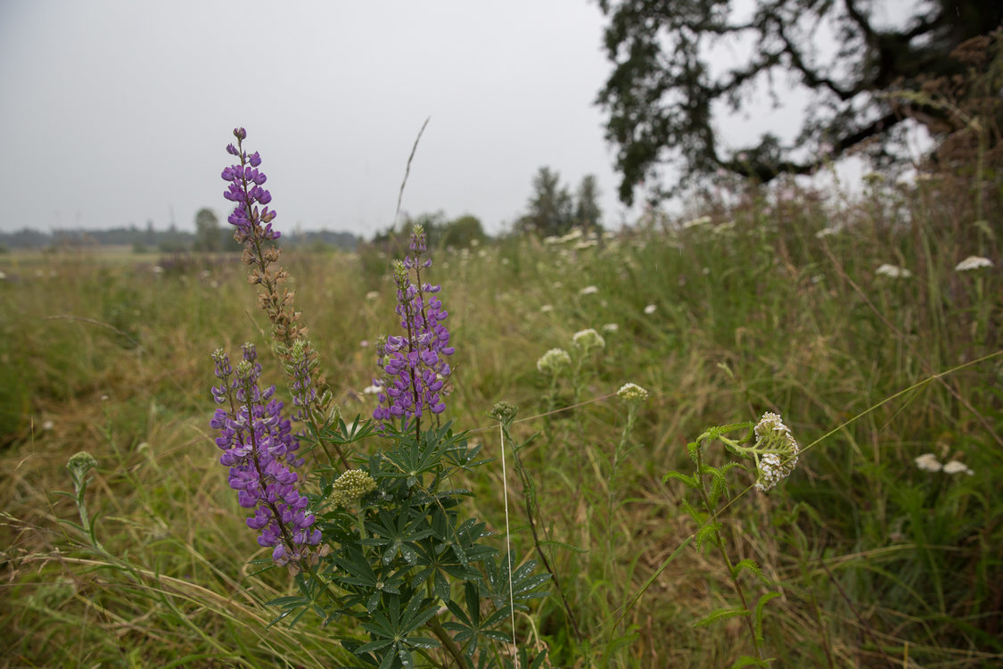 Wildflowers at Howell Territorial Park