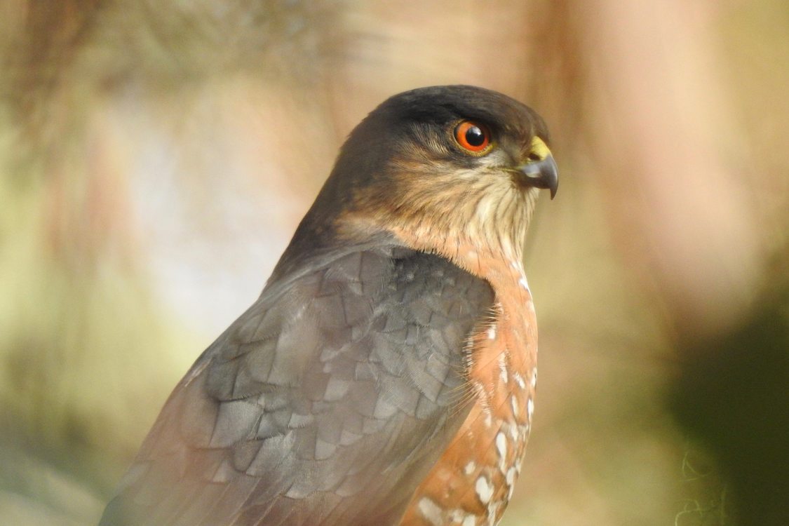 photo of sharp-shinned hawk by Tom Myers