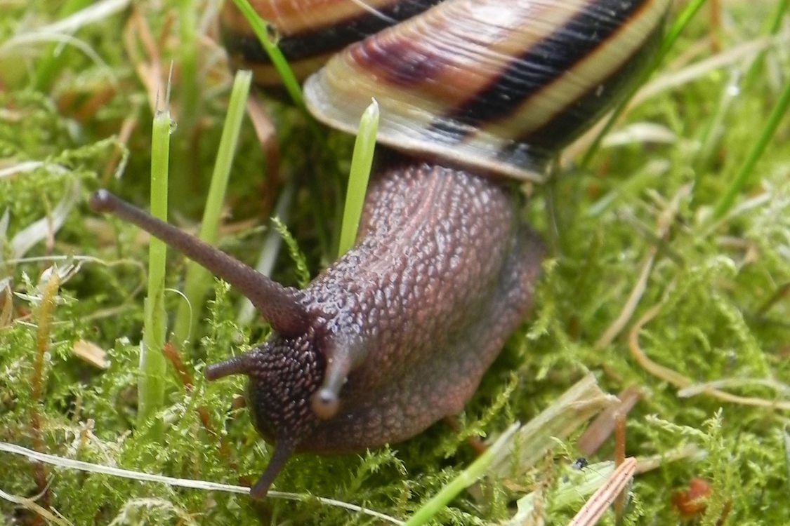 photo of snail by Jennifer Kent